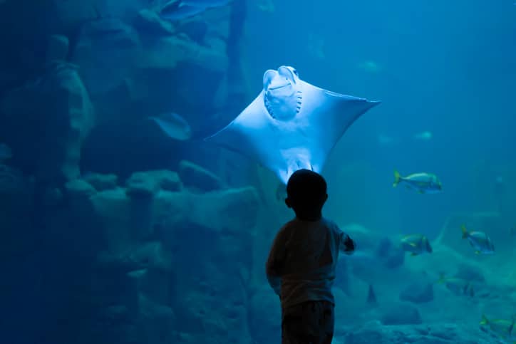 Valvole per acquari e parchi acquatici Valvole in plastica installate sulle linee di ricircolo di un acquario pubblico